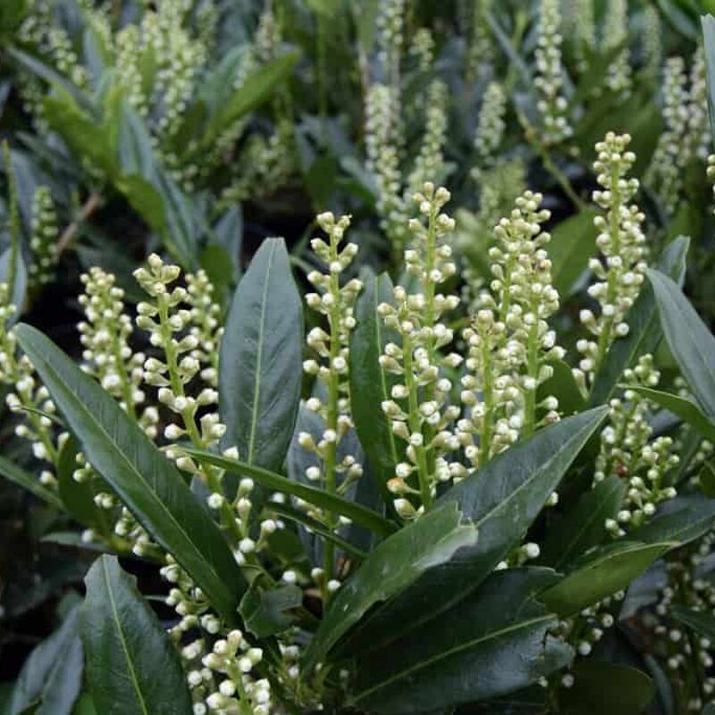 Prunus laurocerasus 'Otto Luyken' 30-40 cm